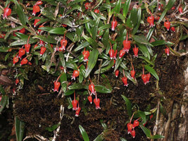 Mediocalcar versteegii, flowers and leaves, Mount Hagen, 2800 m asl, Papua New Guinea