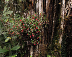 Mediocalcar versteegii, Mount Hagen, 2800 m asl, Papua New Guinea