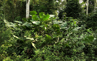 Megaphrynium macrostachyum in forest gap, Campo, Cameroun