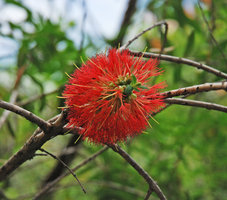 Melaleuca hypericifolia, inflorescence, Wentworth Falls, NSW, Australia