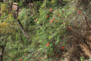 Melaleuca hypericifolia on rocky slope, Wentworth falls, Blue Mountains, NSW, Australia