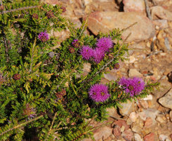 Melaleuca sp., Stirling Range, Western Australia