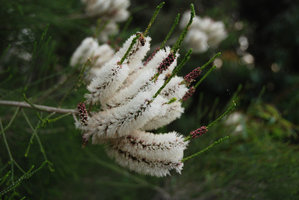 Melaleuca sp., Walpole, Western Australia