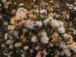 Melaleuca squamea flowers, Cradle Mountain, Tasmania