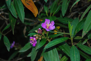 Melastoma borneense, flower detail, rheophytic on banks of the Temburong river, Brunei, Borneo