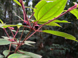 Melastoma sp., hairy red stems and bending down fruits, Malagufuk, Sorong, West Papua