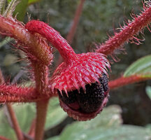 Melastoma sp., top of the circumscissile fleshy capsular fruit, top part covered with scaly hairs, Malagufuk, Sorong, West Papua