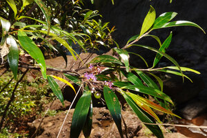 Memecylon rivulare, a characteristic rheophytic shrub with narrow shiny leaves and light purple small flowers, Manna Kathi Falls, Kitulgala, Sri Lanka