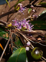 Memecylon rivulare, light purple small flowers, Manna Kathi Falls, Kitulgala, Sri Lanka