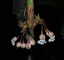 Mendoncia lindaviana, a cauliflorous liana, concave pinkish bracteoles and bright white corolla, Ebodje, Campo, Cameroon