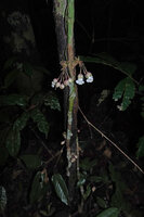 Mendoncia lindaviana, a cauliflorous liana in forest understory, Ebodje, Campo, Cameroon
