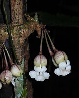 Mendoncia lindaviana, a cauliflorous liana, the flowers appearing periodically on the same old lignified short axes, Ebodje, Campo, Cameroon