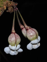 Mendoncia lindaviana, concave pinki veined bracteoles and bright white corolla, Ebodje, Campo, Cameroon