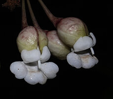 Mendoncia lindaviana, concave pink veined bracteoles and bright white corolla, Ebodje, Campo, Cameroon