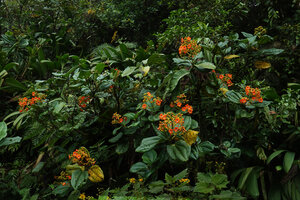Meriania hernandi, flowering branches, Sarayacu, Napo, Ecuador