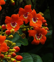 Meriania hernandi, flowers at anthesis, Sarayacu, Napo, Ecuador