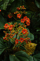 Meriania hernandi, terminal; much branched inflorescences, Sarayacu, Napo, Ecuador