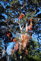 Metrosideros polymorpha aerial roots, Hawai&#039;i