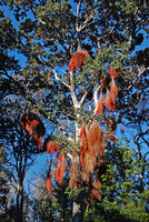 Metrosideros polymorpha, Hawai&#039;i