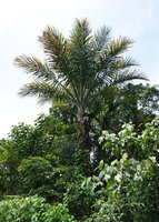 Metroxylon salomonense, an individual emerging from perturbated swamp forest, New Georgia, Solomon Islands