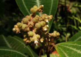 Miconia hookeriana, flower buds, flower at anthesis and maturing berries, Penang Hill, Malaysia
