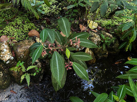 Miconia hookeriana flowering, fruiting and self seeding on man made rocky earth bank, Penang Hill, Malaysia