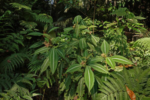 Miconia hookeriana naturalized on earth banks, Penang Hill, Malaysia