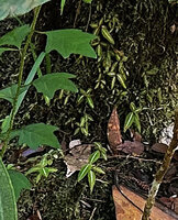 Miconia hookeriana seedlings on vertical earth bank, Penang Hill, Malaysia