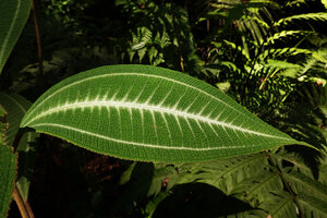 Miconia hookeriana, strongly bullate leaf surface and bright silver white design alon main veins, Penang Hill, Malaysia