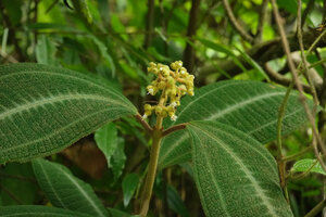 Miconia hookeriana, terminal inflorescence, Penang Hill, Malaysia