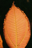 Miconia plukenetii, water excreted by hydathodes along the margin of the lower leaf surface, Petit Saut, French Guyana