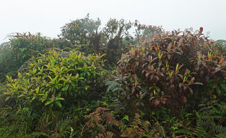 Miconia robinsoniana, side by side a green leaved individual and a brown anthocyanic leaved individual, El Puntudo, Santa Cruz, Galapagos