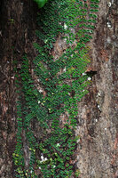 Micrechites serpyllifolius much branched and tightly appressed to the host trunk, a form with bright silver leaf margin, Sepilok FR, Sabah, Borneo