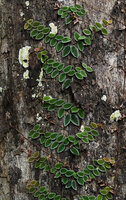 Micrechites serpyllifolius, two opposite axillary stems appearing regularly along the main vertically creeping stem, all stems fixed by adventitious roots, Sepilok FR, Sabah, Borneo