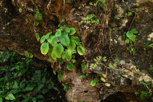 Microchirita caerulea, population on vertical limestone outcrops, Pacitan, Java