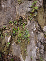 Microchirita caliginosa, population flowering on vertical seeping limestone rock, Krabi, Thailand