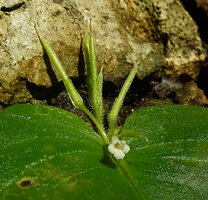 Microchirita hamosa, flower at anthesis and erect maturing capsules, Mae La Na cave, Thailand.