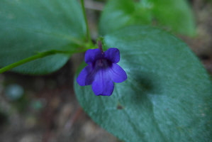 Microchirita involucrata, flower close-up, Railay, Krabi, Thailand