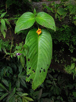 Microchirita micromusa, individual with a long macrocotyledon, Khao Yai NP, Thailand