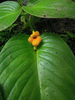 Microchirita micromusa, Khao Yai NP, Thailand