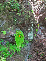 Microchirita micromusa on vertical rock habitat during monsoon, Khao Yai NP, Thailand