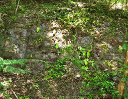 Microchirita micromusa on vertical rocks habitat during monsoon in semi deciduous forest, Khao Yai NP, Thailand