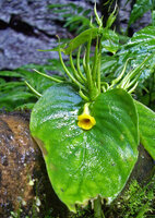 Microchirita micromusa with many small erect unripe banana like fruits, hence the species name, Khao Yai NP, Thailand