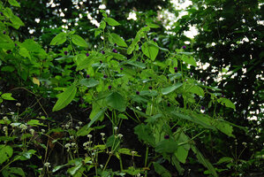 Microchirita purpurea, branched fleshy stems, each leaf producing a crested epiphyllous inflorescence, Chanthaburi, Thailand
