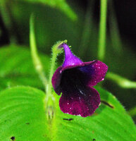 Microchirita purpurea, dark purple almost blackish flower, Chanthaburi, Thailand