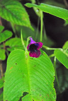 Microchirita purpurea, flower close-up, Chanthaburi,Thailand, Oct 2011