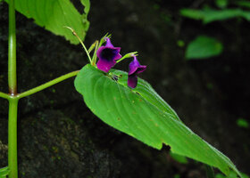 Microchirita purpurea on 1st Oct. 2011, epiphyllous inflorescence, Chanthaburi, Thailand