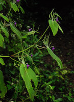 Microchirita purpurea, opposite leaves, each leaf producing one crested epiphyllous inflorescence, Chanthaburi, Thailand