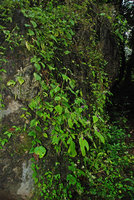 Microchirita purpurea, population of annual individuals on a vertical limestone rock, Chanthaburi,Thailand, Oct 2011