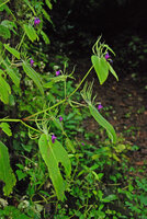 Microchirita purpurea, upwards capsular fruits, Chanthaburi, Thailand